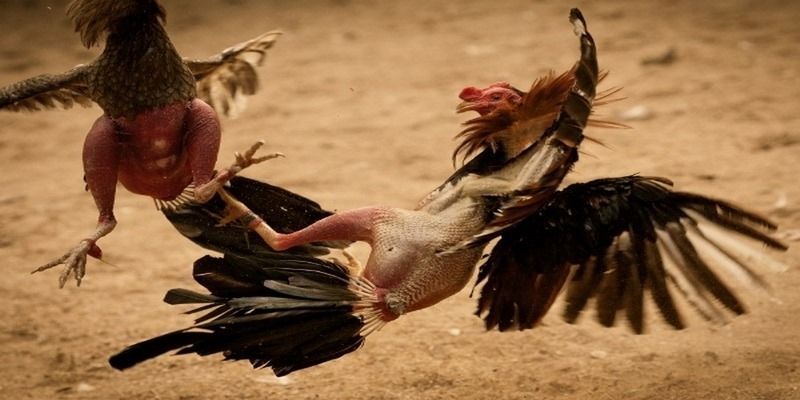 Luật Chơi Đá Gà Thomo Chi Tiết Anh Em Cược Thủ Cần Biết 5 da-ga-thomo-hap-dan